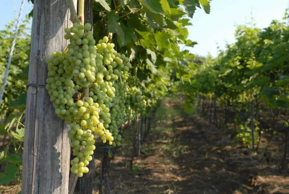 Le Case Del Merlo Turismo Rurale Milo Italy